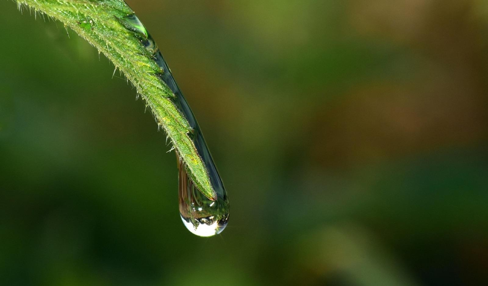Gouttes d’eau sur des feuilles au crépuscule