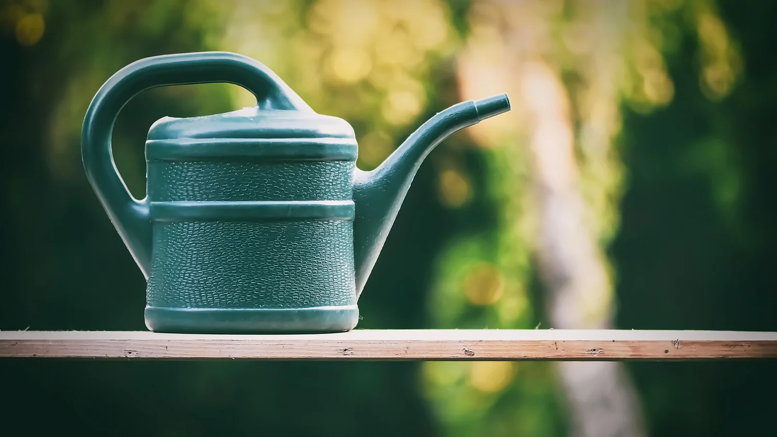 Arrosoir dans un jardin, lumière du soir