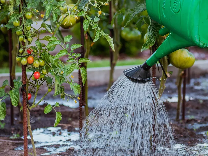 Le potager