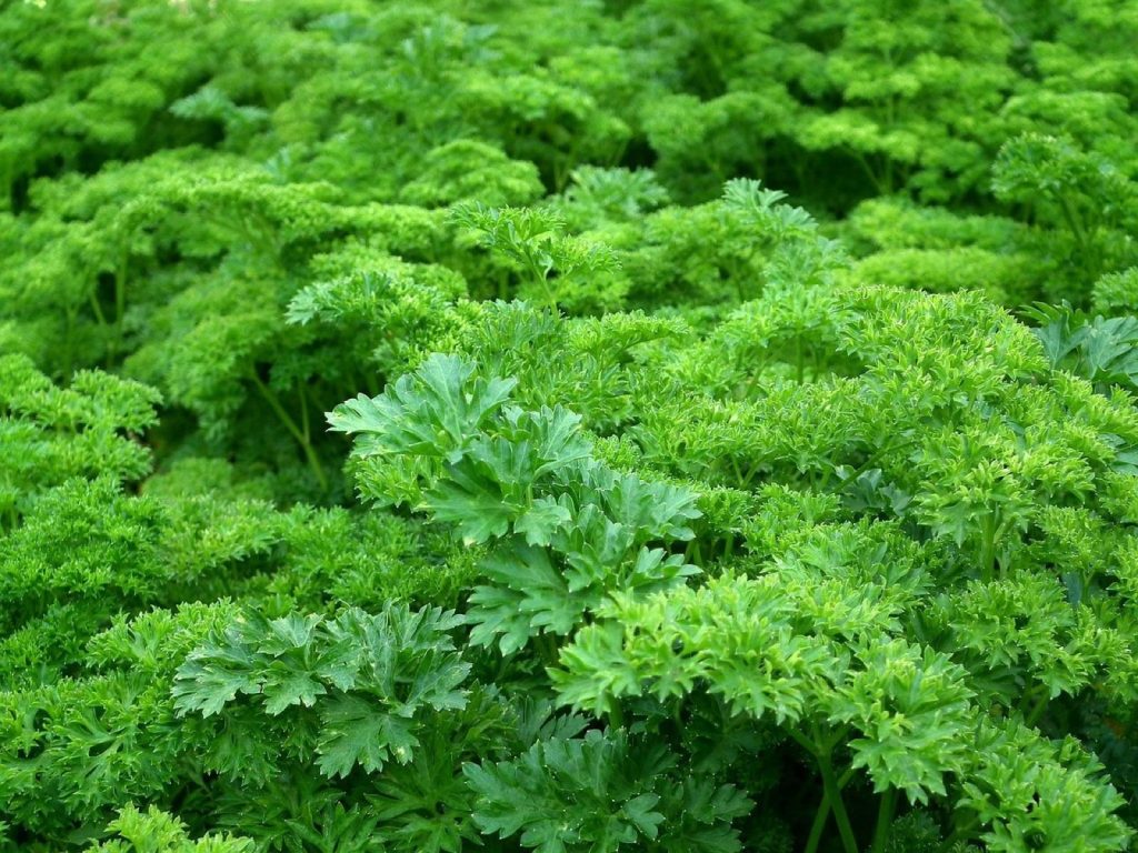 Pompe d&rsquo;arrosage : quels avantages réels selon votre eau ?