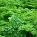 Rang de persil dense et bien arrosé au potager