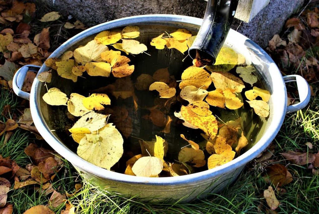 Bassine remplie d'eau de pluie et de feuilles mortes