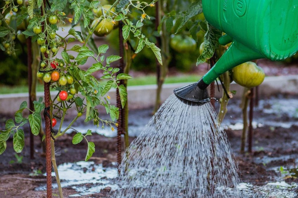 Arrosoir versant l'eau au pied de plants de tomates
