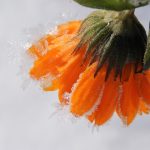 Fleur couverte de givre dans un jardin en hiver