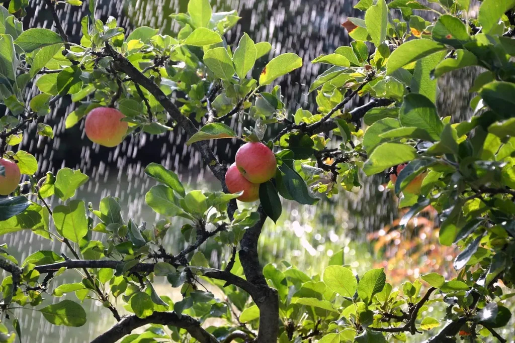 Arrosage automatique d'un pommier au jardin